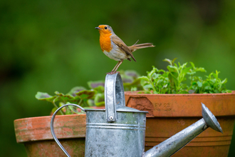 robin
