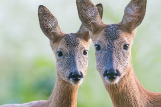 Two roe deer