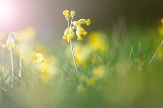 Cowslips