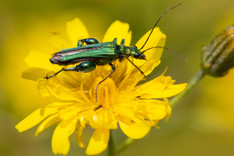 Thick-legged flower beetle