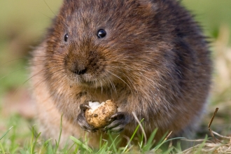 water vole