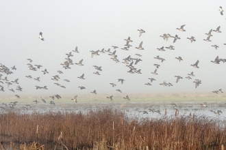 Wigeon fly over rushes