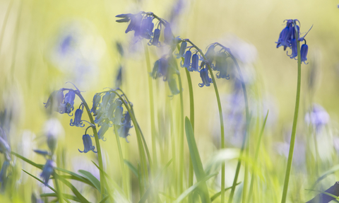 Bluebells and grass