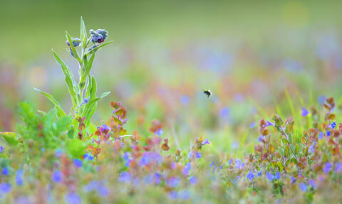 Wildflowers in meadow
