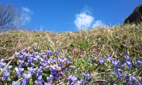 Small tortoiseshell butterfly on violets