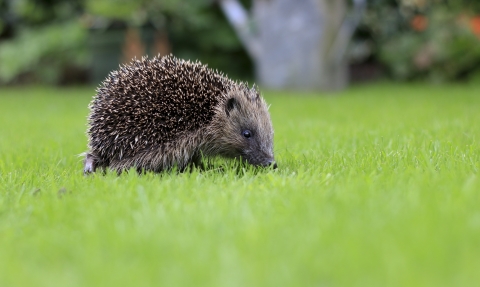 Hedgehog in garden