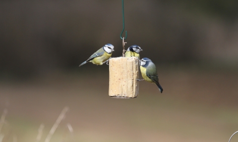 Three blue tits on suet cake 