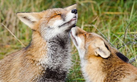 Foxes