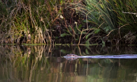 Otter in river