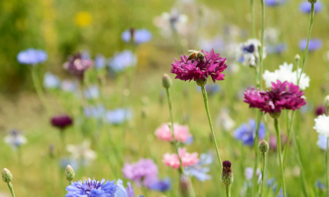 Wildflowers with bee