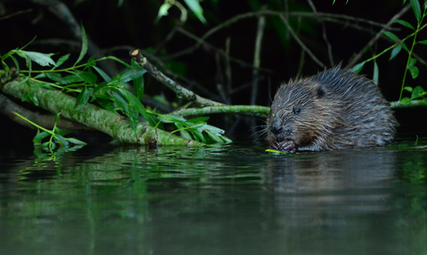 Beaver in water