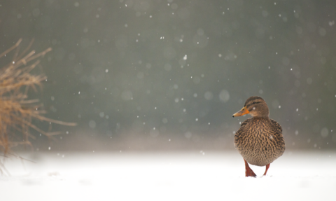 Mallard in snow