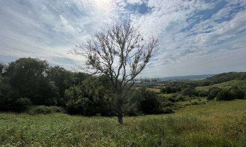 A tree with ash dieback in the middle of a field