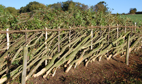 Introduction to Traditional Hedgelaying