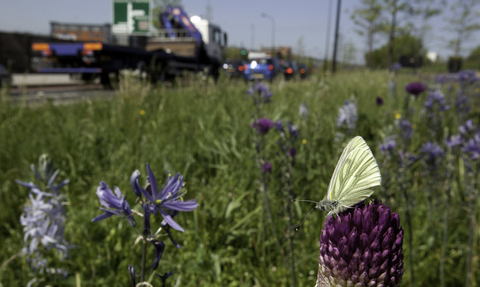 Wild flower planting in urban situation, with green-viened white butterfly, Pieris napi, Sheffield city centre - Paul Hobson