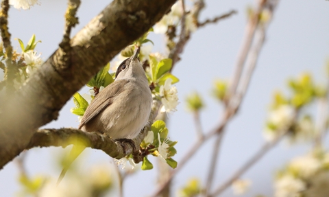 Blackcap in tree