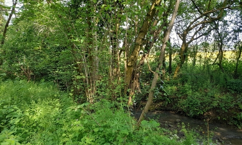 Dymocks Wood BS30 stream 