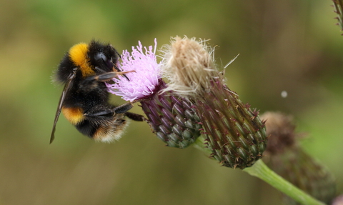 Buff-tailed bumblebee