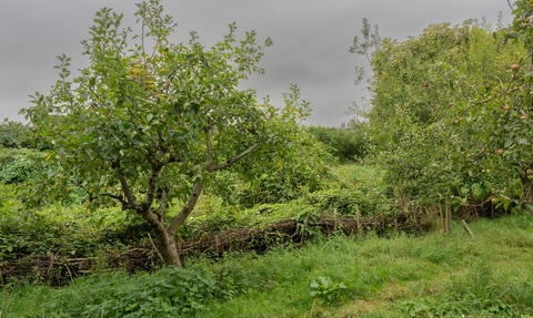 Thornbury Orchard