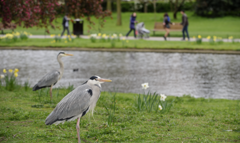 Heron in park with water and green grass