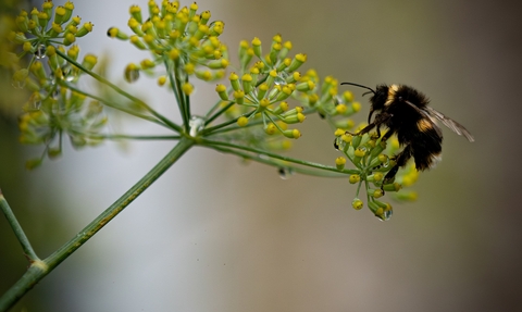 Individual Helen Alloush Bee fennel spider