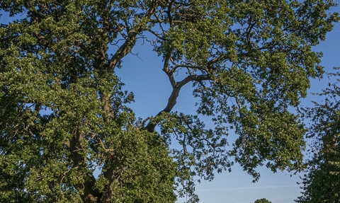 School Stoke Bishop Cedar Tree