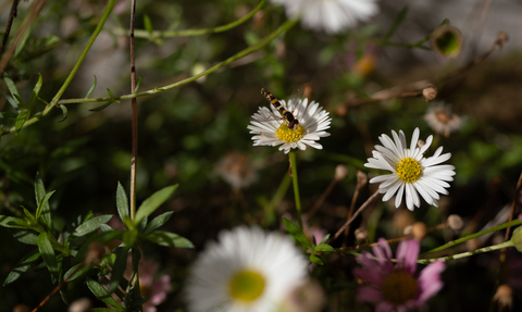 Daisies and wildflowers in Bristol garden