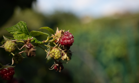 Raspberry bush in allotment