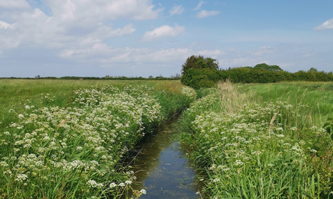 A ditch at Ebdon Farm