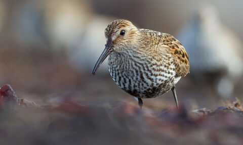 A dunlin looking at the camera
