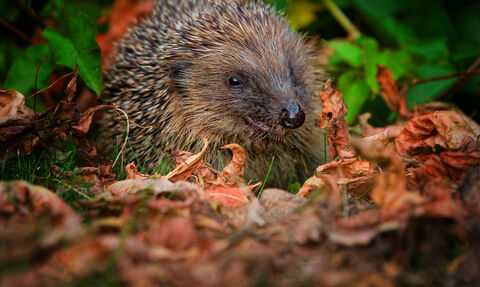 A hedgehog sits on top of autumn leaves