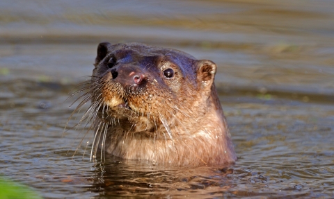 Otter