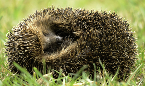 Curled up hedgehog