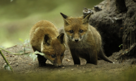 Fox cubs