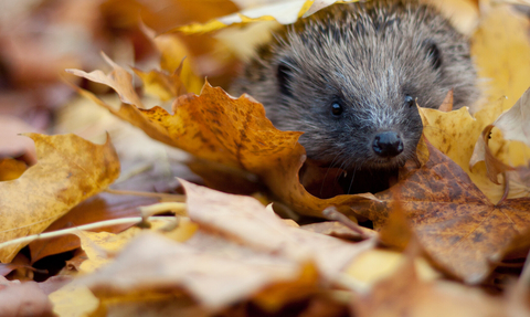 Hedgehog in autumn leaves 