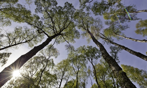 Canopy of a birch wood