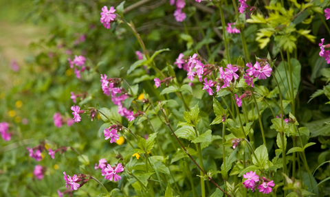 Red campion