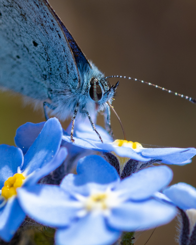 Build a better world for bugs this Insect Week | Avon Wildlife Trust