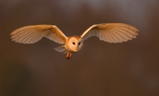 barn owl in flight