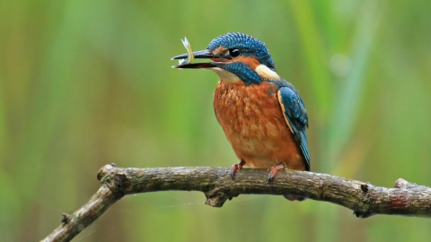 Kingfisher | Avon Wildlife Trust
