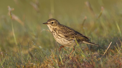 Meadow pipit