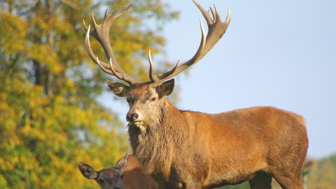 Red deer