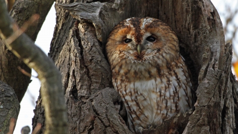 Tawny owl | Avon Wildlife Trust