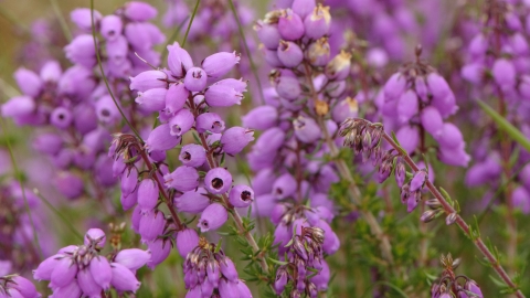 Bell Heather