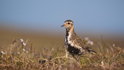 Golden Plover