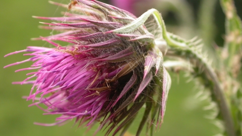 Musk Thistle Avon Wildlife Trust