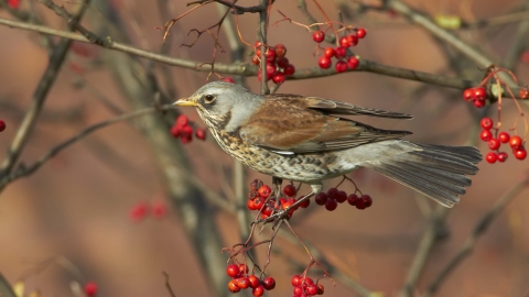 Fieldfare with Rowan berries