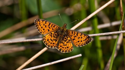 Small Pearl-bordered Fritillary butterfly