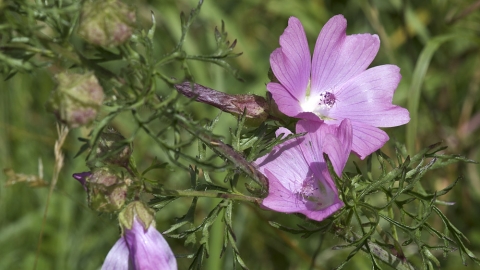 Musk Mallow