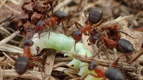 Narrow-headed ants